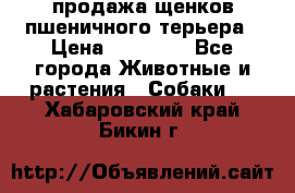 продажа щенков пшеничного терьера › Цена ­ 35 000 - Все города Животные и растения » Собаки   . Хабаровский край,Бикин г.